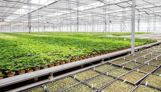 Compressed air being used in Greenhouse Industry